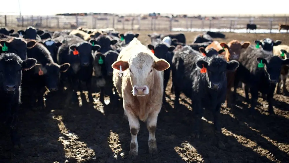 web-photo-template-onecms-1000-x-563-px-27-4