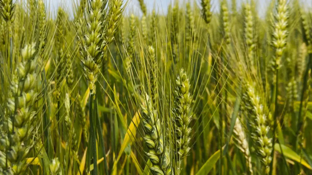 pexels-rainy-mars-33171843