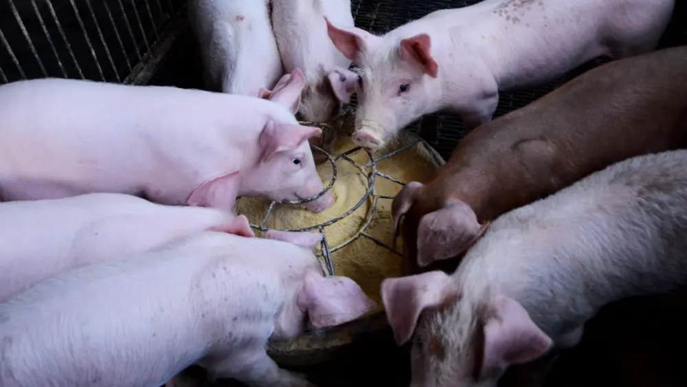 chx69-pig-2671631