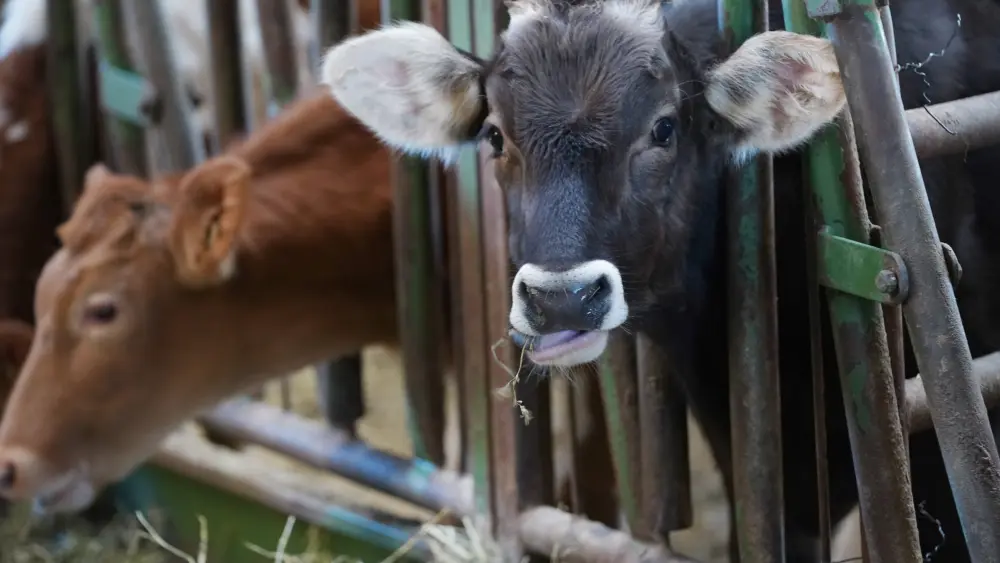 livestock