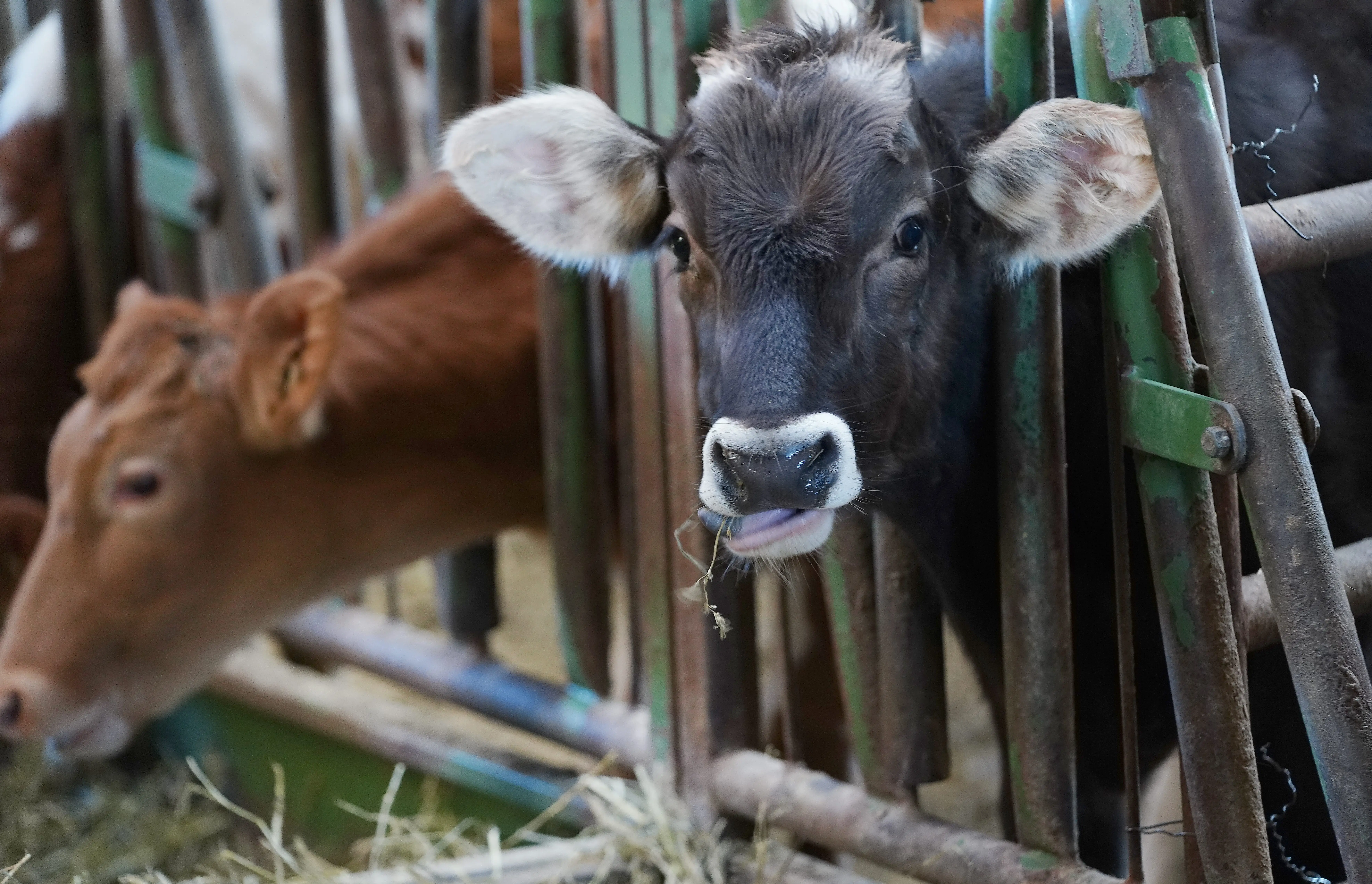 livestock