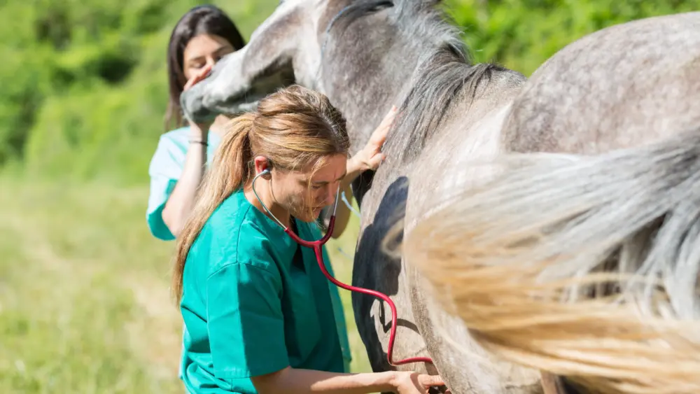 veterinary-on-a-farm