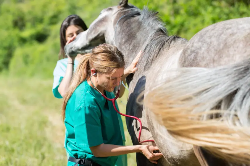 veterinary-on-a-farm