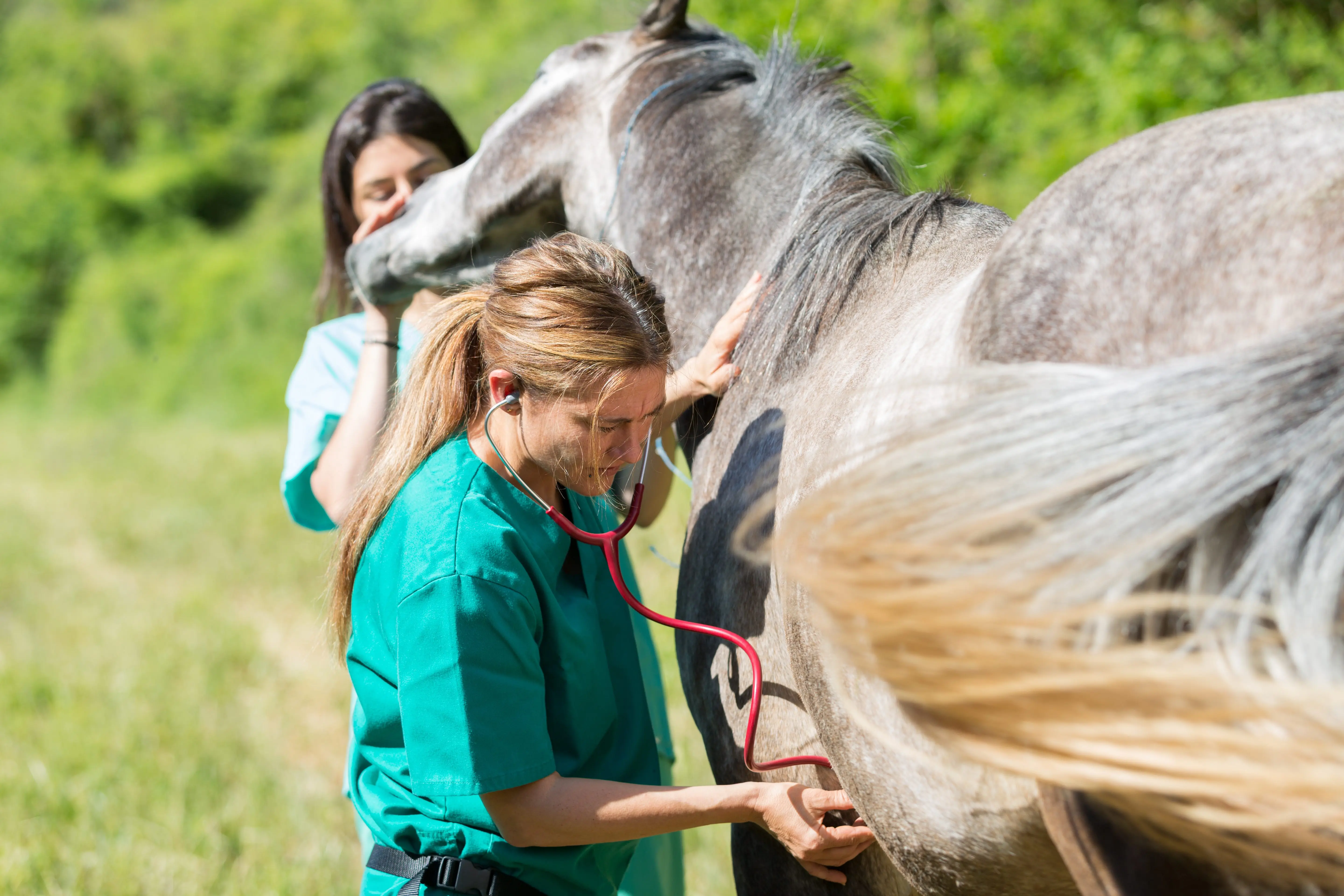 veterinary-on-a-farm
