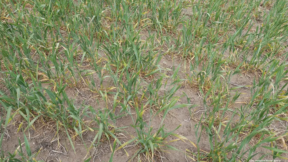 banner-county-wheat-freeze-gary-stone-copy-2