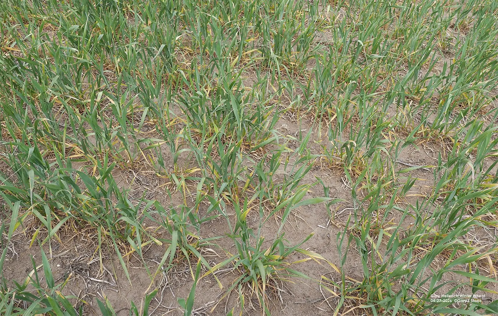 banner-county-wheat-freeze-gary-stone-copy-2