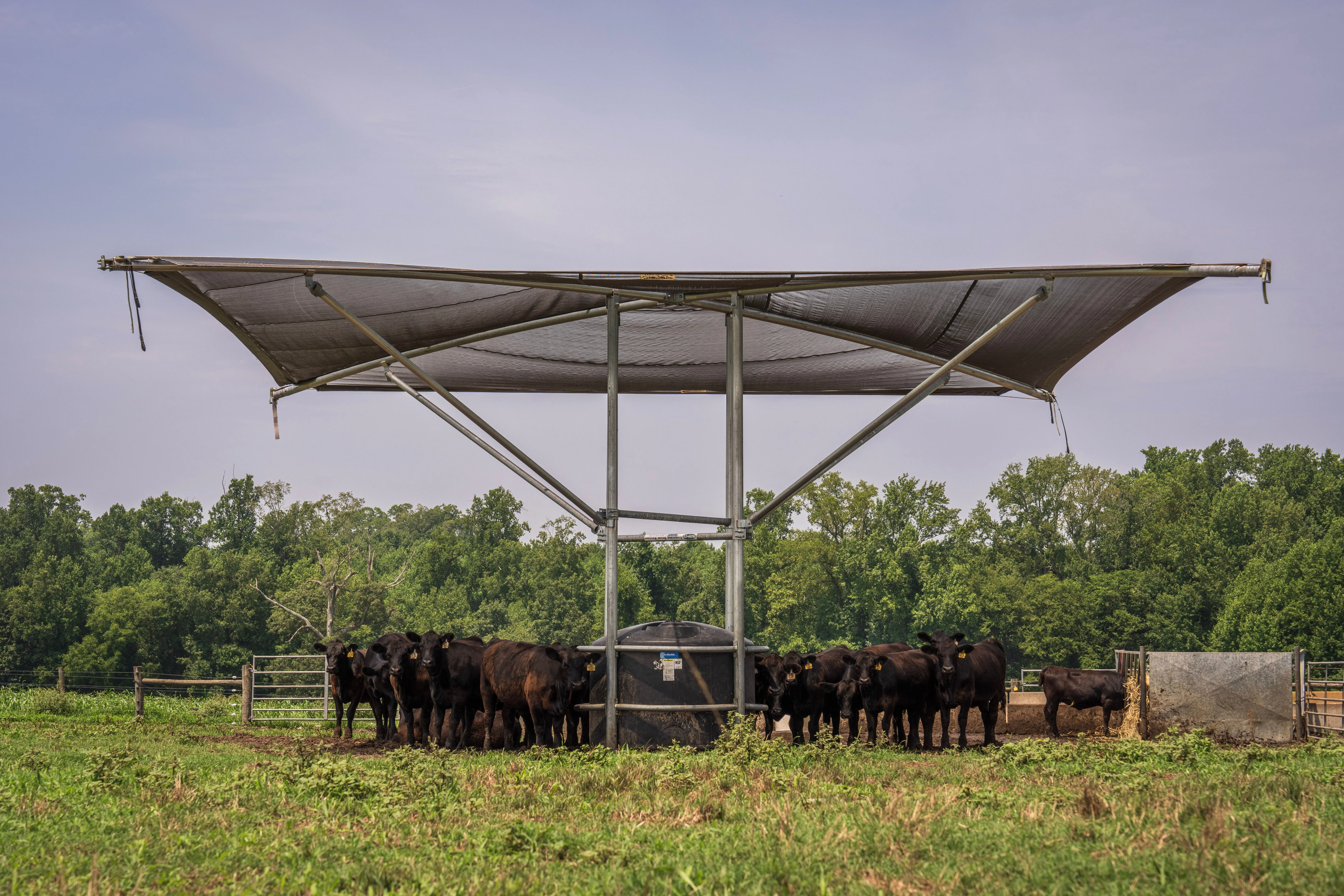 pexels-nc-farm-bureau-mark-27207615