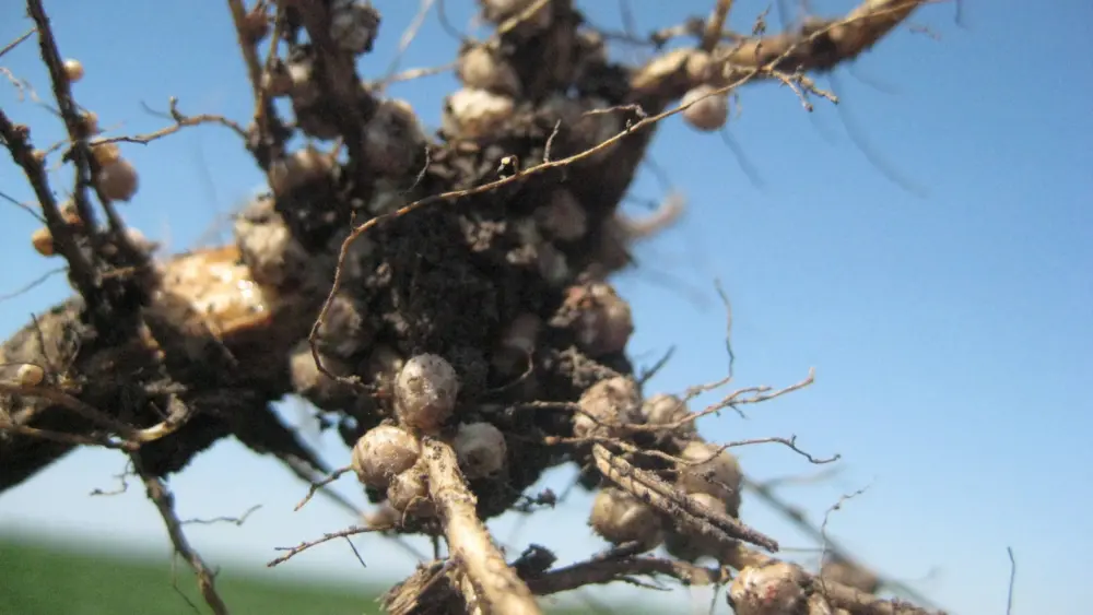 agronomy_photos_soybeans_6338