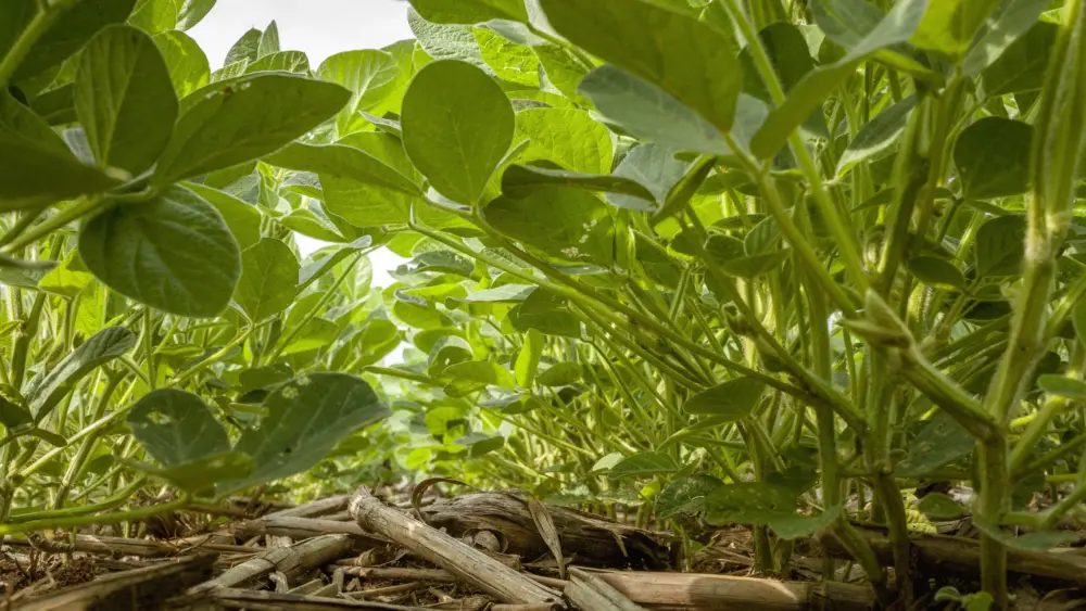 looking-down-a-row-in-a-no-till-immature-soybean-field-in-july-with-corn-residue-from-the-previous-year-on-the-ground