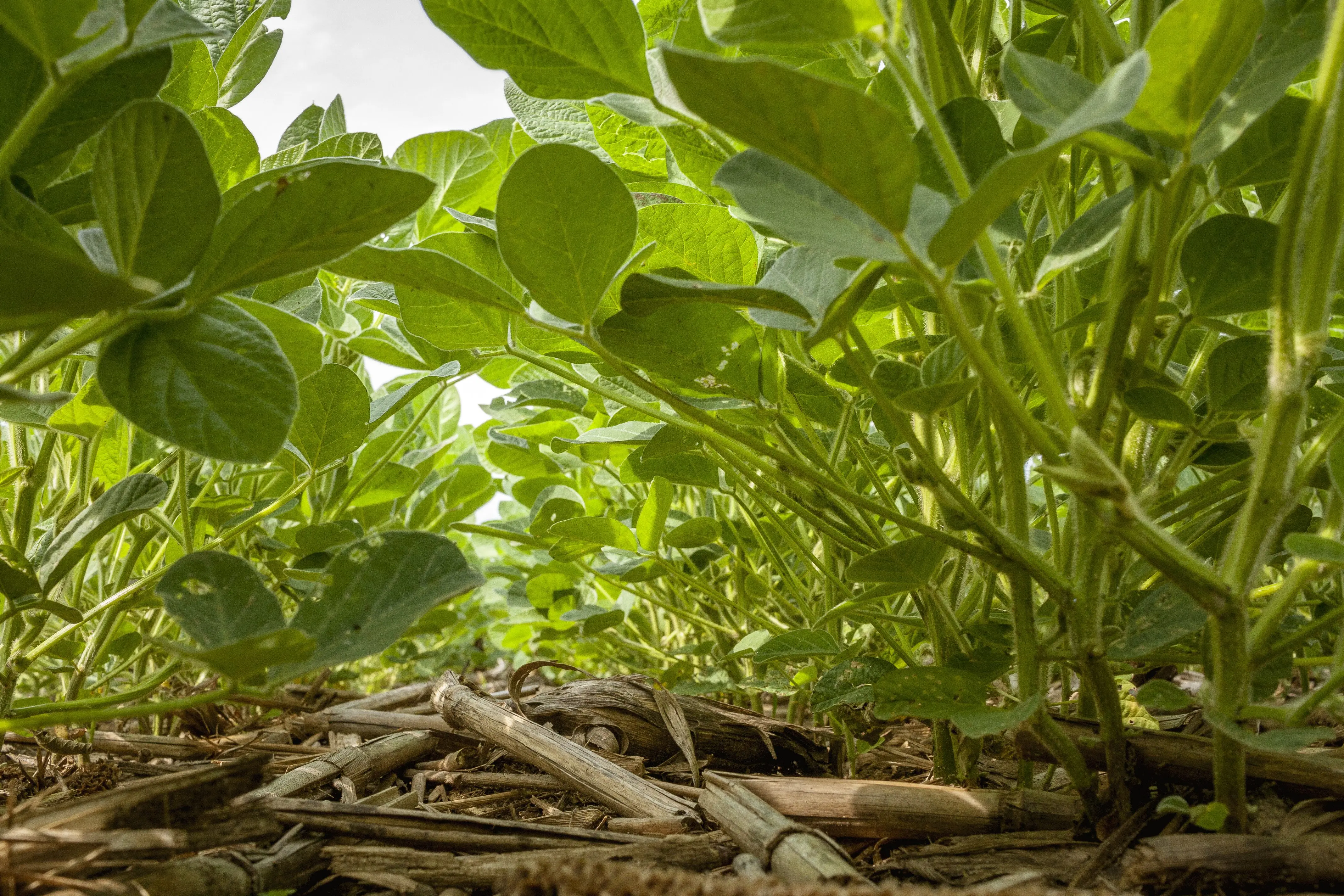 looking-down-a-row-in-a-no-till-immature-soybean-field-in-july-with-corn-residue-from-the-previous-year-on-the-ground