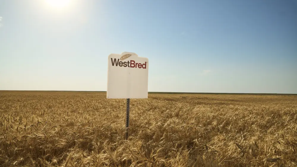 westbred-wheat-signed-field