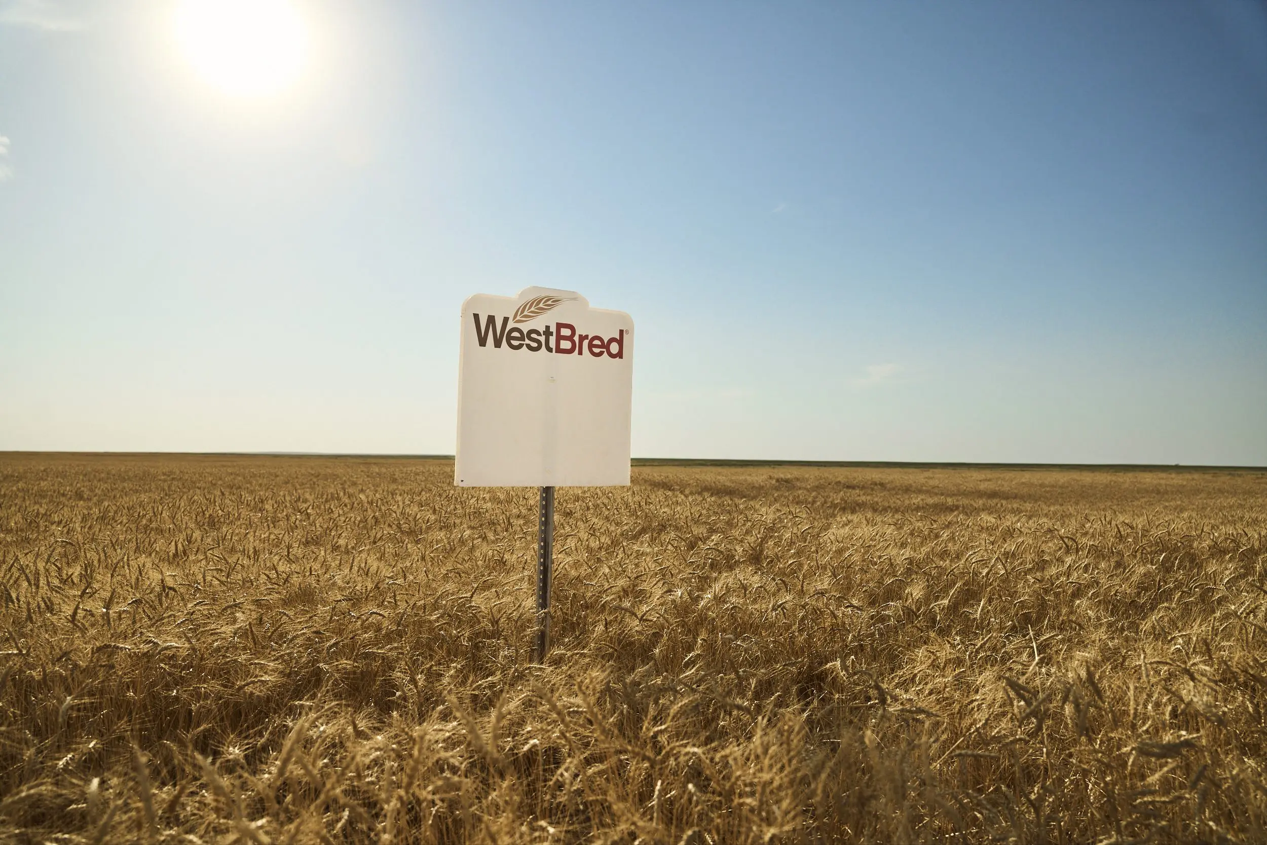 westbred-wheat-signed-field