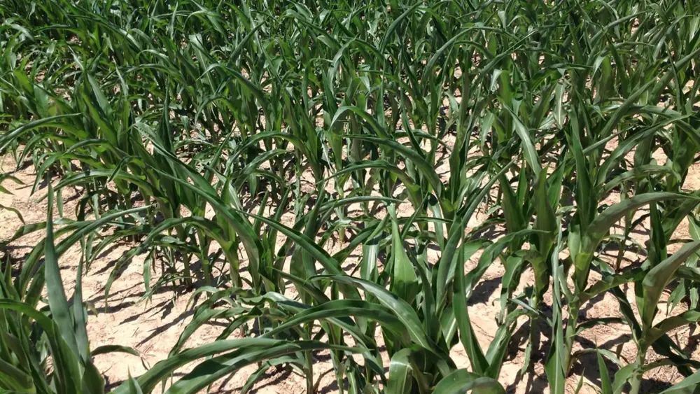agronomy_photos_2019_corn_510