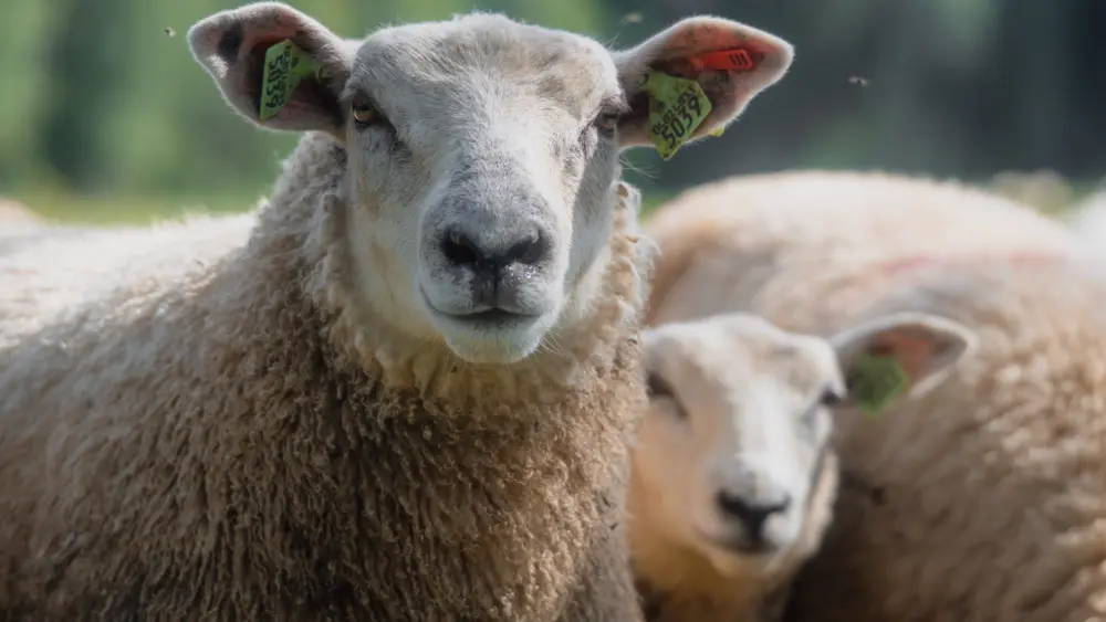 curious-tagged-sheep-looking-directly-at-the-camera-in-a-pasture