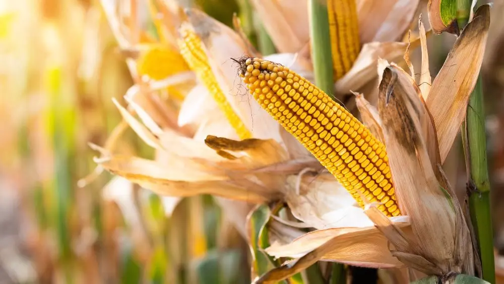 Wheat Rally Continues, Corn Pulls Back After Strong Run Thursday