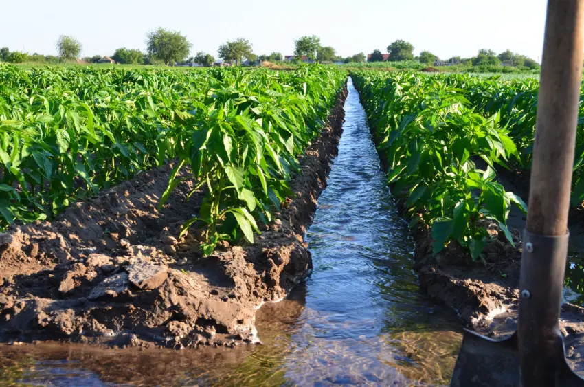 watering-of-agricultural-crops-countryside-natural-watering