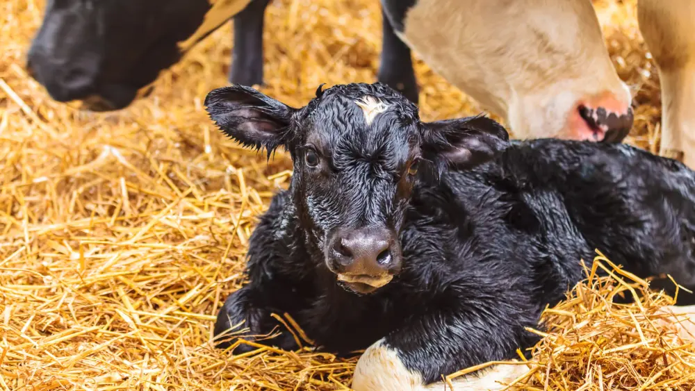 newborn-calf-on-hay-in-a-farmhouse