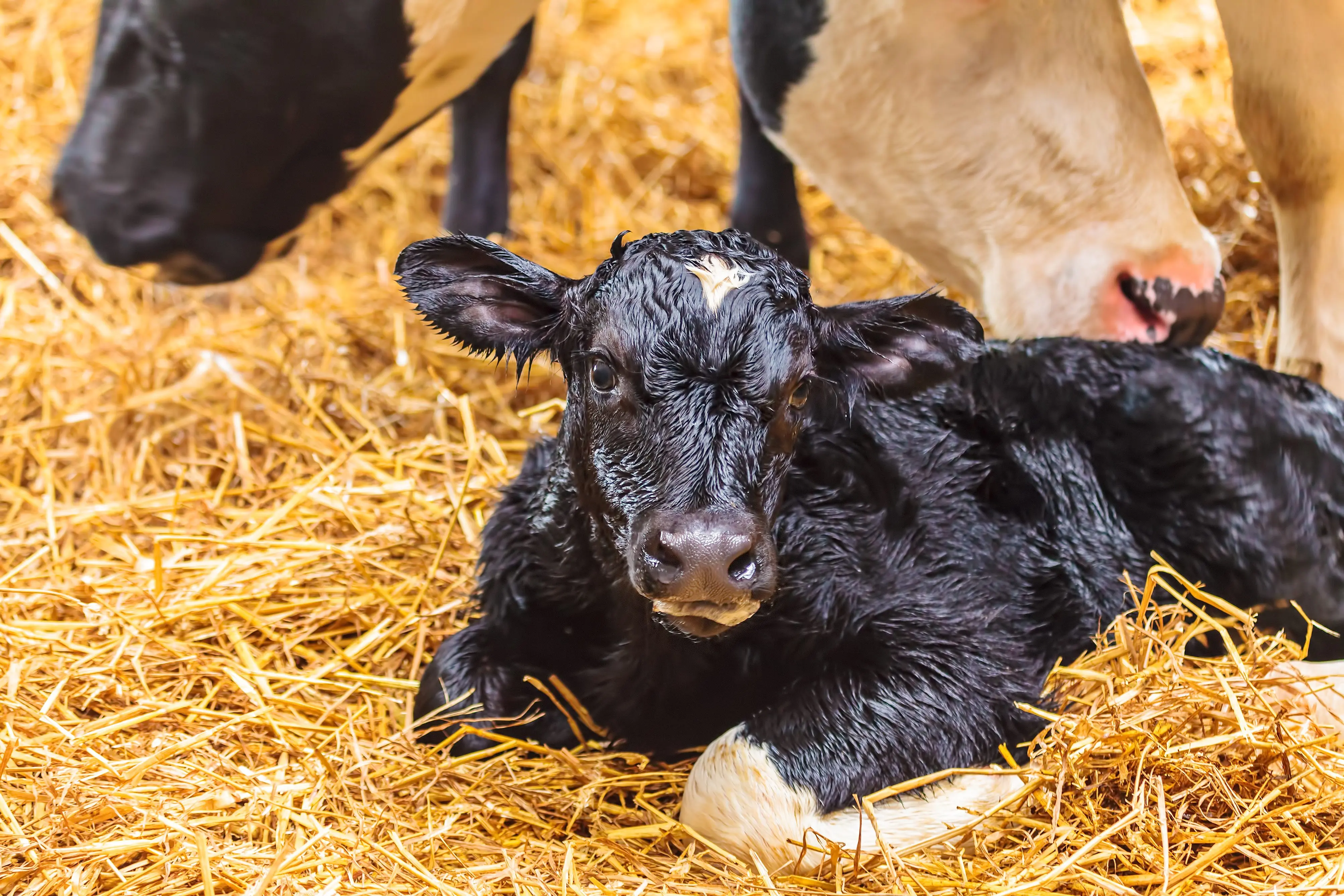 newborn-calf-on-hay-in-a-farmhouse