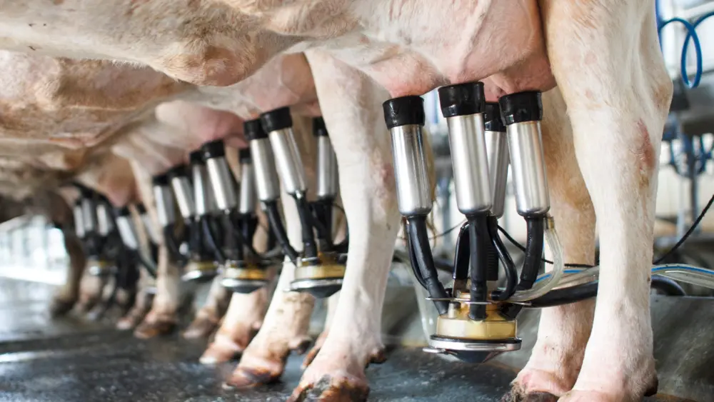 row-of-cows-being-milked