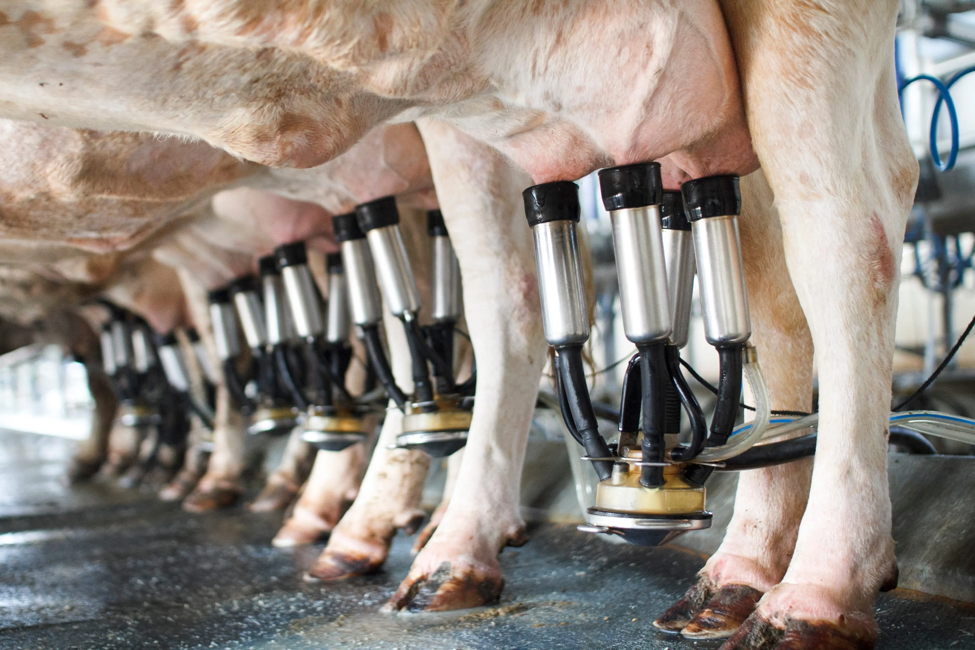 row-of-cows-being-milked