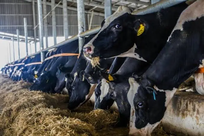 kirisu-farm-dairy-cows