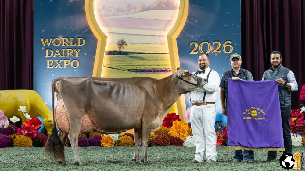 supreme-champion-cow