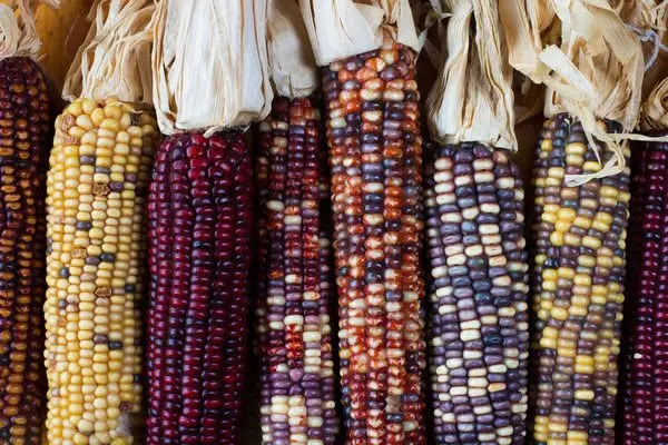 usda-corn-seed