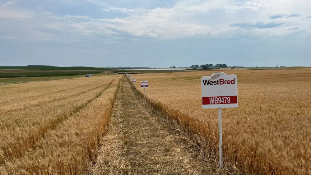 westbred-spring-wheat-varieties_2026