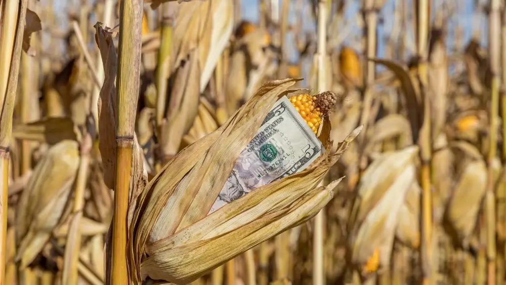 Corn Sinks Below Report Low as Harvest Pressure and Fund Selling Weigh on Grains