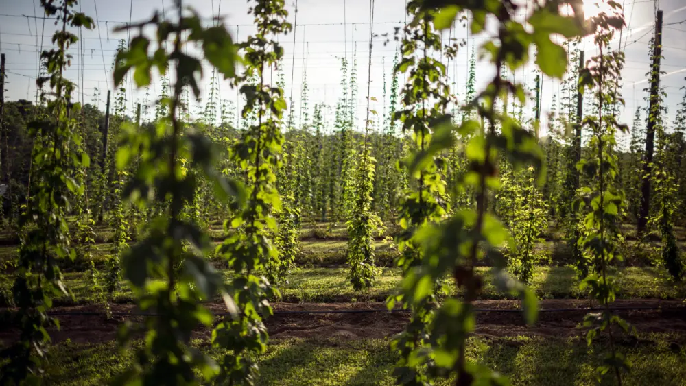 hops-growing-at-a-hops-farm