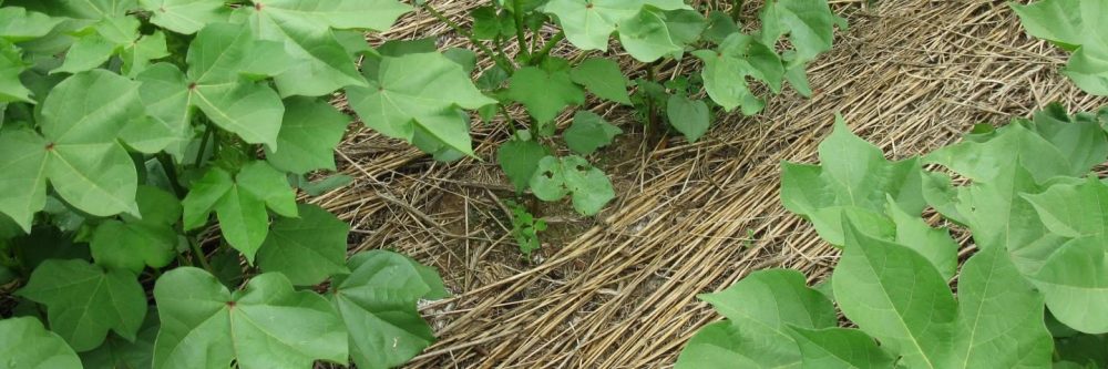 USDA Expands Regenerative Agriculture Program Options for North Dakota Farmers