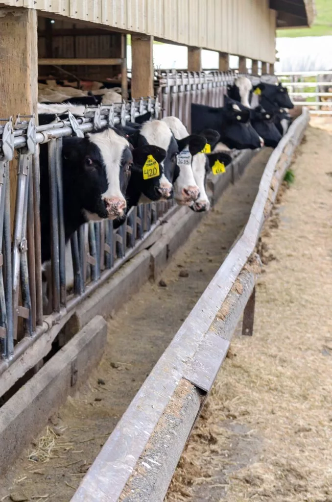 cows-at-knott-dairy-center-678x1024