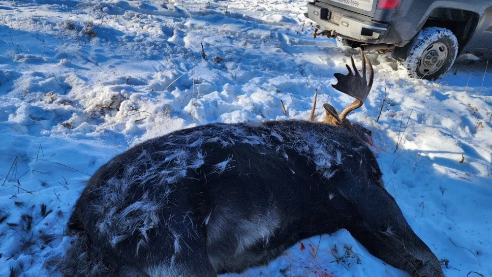 moose-2
