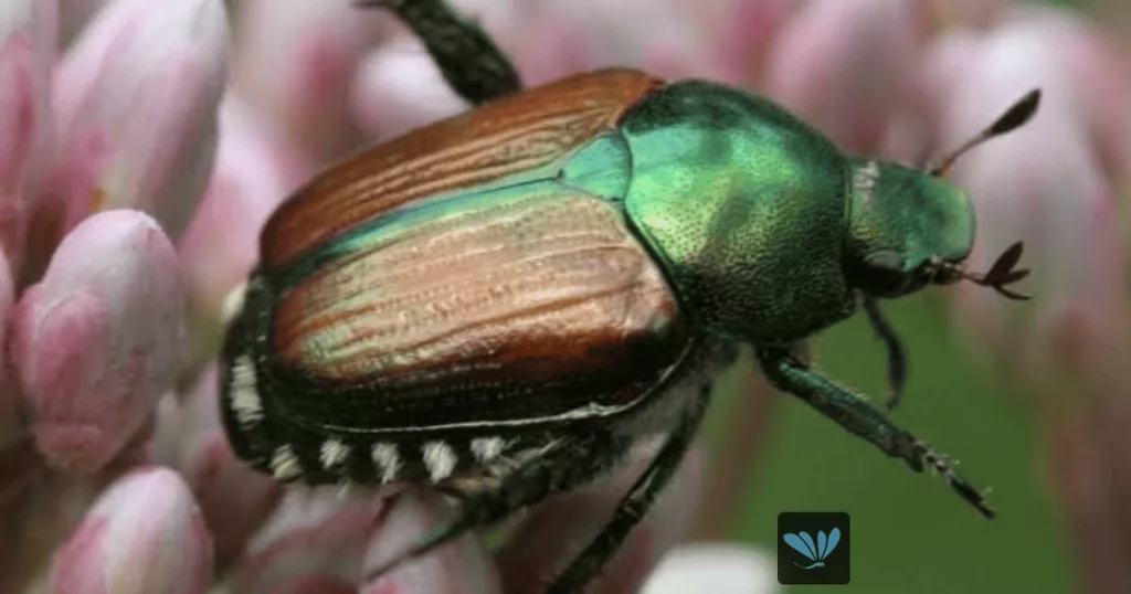 japanese-beetle