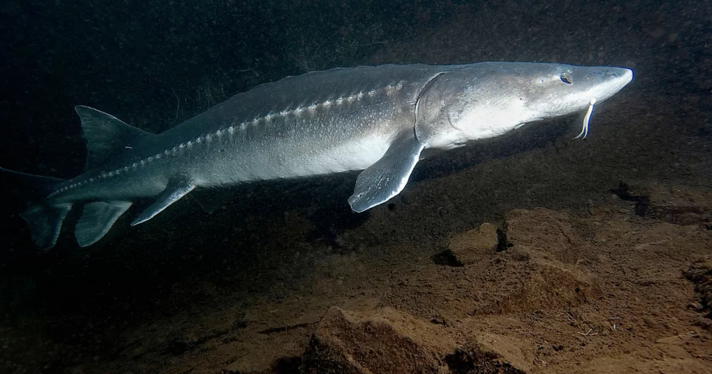 sturgeon