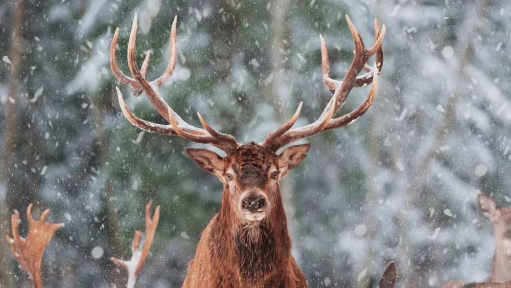 Elk