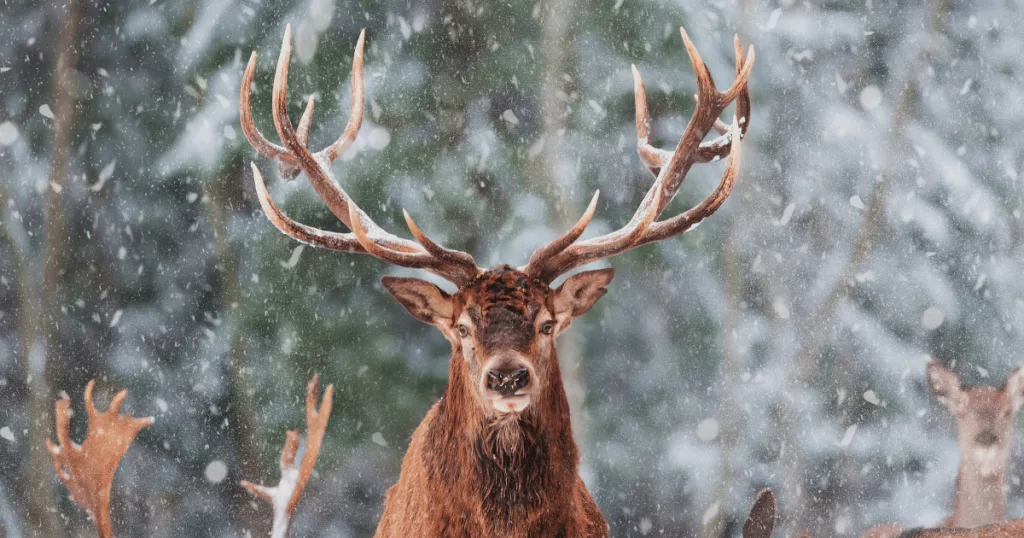 elk