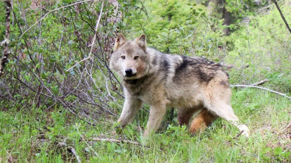 Wolf