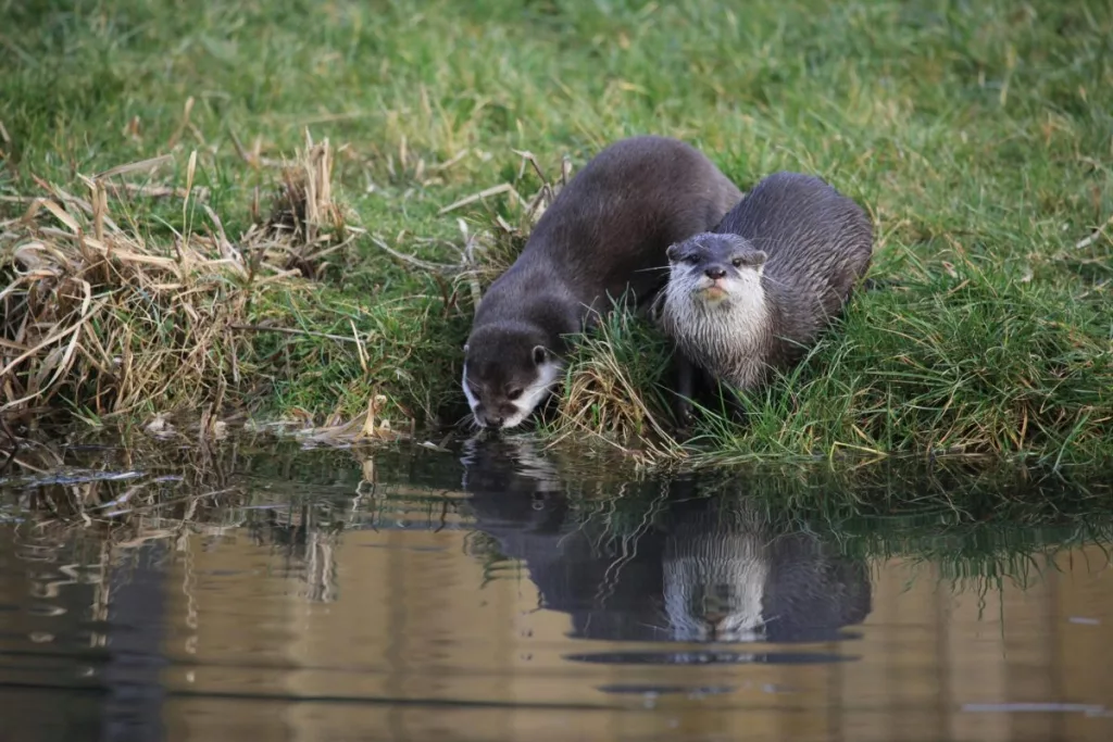 river-otter