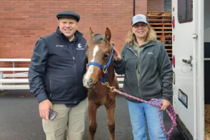 Bred to be an athlete but born with a twisted nose, Eclipse, an American quarter horse, found herself fighting for air even after the shortest of runs.Following a rare surgery at Washington State University – one of a few ever performed in the western United States – the resilient foal now has a chance at life at her full potential. Eclipse was born with a rare facial malformation that causes a horse’s upper jaw and nose to deviate to one side. The congenital condition known as wry nose can cause complications with breathing, nursing, and eating. While many horses are euthanized quickly after birth to avoid what can be an extremely poor quality of life, a corrective specialty surgery that is even rarer than the condition itself may be an option for owners who have the financial means. For Eclipse’s owner Laurie Johnson who fell in love with the rambunctious filly, it was the only option. “There’s absolutely no way I could put her down, but I couldn’t let her live a horrible life, either” Johnson said. “I just started searching the internet.” Her search for a resolution led her to Washington State University’s Veterinary Teaching Hospital and equine veterinarian Dr. Claude Ragle. Johnson, right, is shown picking up Eclipse, her American quarter horse that was born with a congenital condition known as wry nose after the horse had recovered from a rare equine surgery. In this photo provided by Laurie Johnson, Johnson, right, is shown picking up Eclipse, her American quarter horse that was born with a congenital condition known as wry nose after the horse had recovered from a rare equine surgery performed by WSU equine veterinarian Dr. Claude Ragle, left, in November, 2024 at the Veterinary Teaching Hospital in Washington State University’s College of Veterinary Medicine in Pullman (photo by College of Veterinary Medicine/Courtesy Laurie Johnson). “I called him directly and told him I wanted to have wry nose surgery on my horse and he said, ‘absolutely, let’s do it,’” Johnson said. Ragle didn’t plan to do the surgery alone. Due to a longstanding relationship between Ragle and Dr. Jim Schumacher, who both became board certified equine surgeons in 1989, Schumacher traveled to Pullman to demonstrate the procedure to WSU faculty, residents, interns, and students. A veterinarian at the University of Tennessee, Schumacher has performed more than 25 corrective wry nose surgeries, which is believed to be more than any veterinary surgeon. “Even in retirement, I continue to do this surgery because I get satisfaction from giving horses affected with a wry nose a chance to have a normal life,” Schumacher said. The surgery was necessary if Eclipse was ever going to physically exert herself like other horses. Horses are nasal breathers and cannot breathe through their mouths. With one nostril completely blocked, Eclipse had to lie on one side to avoid asphyxiation. Breathing was even tough when she laid on her good side. “Her breathing would be scary hard loud, and she would snore like nothing you’ve ever heard,” Johnson said. She also couldn’t run but 30-50 yards without stopping and fighting for air. “If she wanted to live life like a normal horse, then this surgery was absolutely necessary,” Ragle said. In all, the surgery lasted just under four hours, but it also involved several rechecks at WSU and with Eclipse’s primary veterinarian. Once anesthetized, the surgical team, led by Schumacher, removed the septum to allow for better breathing. Then, for cosmetic purposes several cuts were made on Eclipse’s skull along the jaw and nasal bone so the jaw could be realigned using two plates, two rods, and several screws. WSU equine veterinarian Dr. Claude Ragle poses for a photo during an equine surgery. WSU equine veterinarian Dr. Claude Ragle poses for a photo during an equine surgery lab at the Veterinary Teaching Hospital in Washington State University’s College of Veterinary Medicine in Pullman (photo by College of Veterinary Medicine/Ted S. Warren). The surgery team consisted of Schumacher, Ragle, assistant professor Dr. Nick Hall, equine surgery residents Dr. Sebastian Larriva and Dr. Jorge Sanclemente, and fourth-year veterinary students Sierra Lopez and Melanie Moore. Due to the risk of the surgery, a donor horse was brought into the hospital in the event Eclipse needed any blood, but, to Johnson’s and the surgery team’s liking, the surgery went without any complications. Besides a minor infection post-surgery, Eclipse hasn’t had any setbacks and in the coming weeks is expecting to be off what’s been months of stall rest. Johnson, who owns Lomara Equestrian Center in Snohomish and looks to one day ride Eclipse, said she didn’t pursue the surgery just for Eclipse’s sake – she hopes the successful surgery will lead to more surgeries or at least show other owners there are options. “If more people know about the surgery, more surgeries will happen, so it is for the good of many. But I also don’t think it’s possible for me to have put her down if I could have afforded to do the surgery,” Johnson said. “I brought her into this world, and I had to do right by her.”