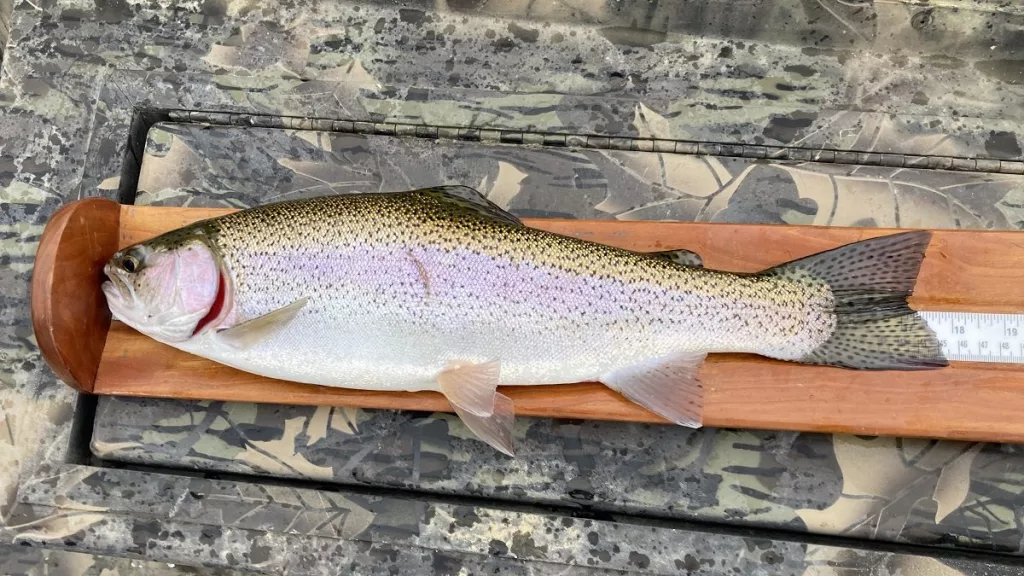 Rainbow Trout