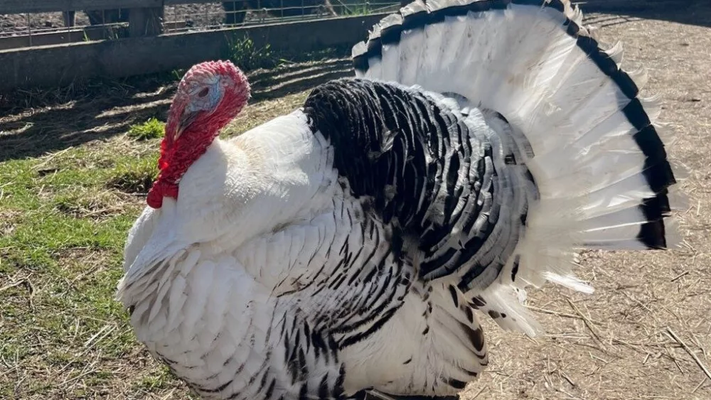 Jack Tripper, a 7-year-old royal palm turkey.