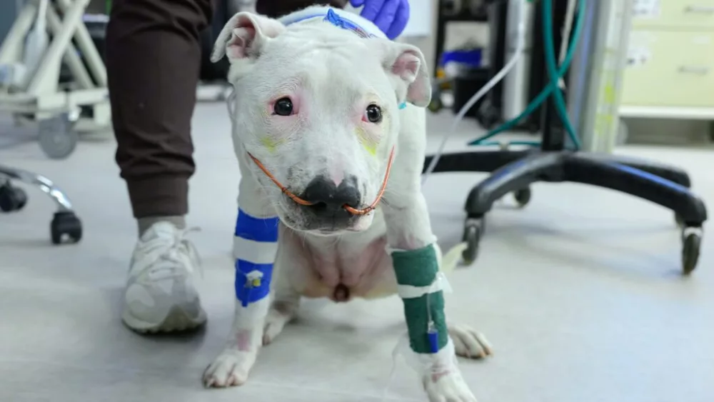 Yuna, a dog who was rescued from a Feb. 16, 2025 house fire in Moscow is shown on Wednesday, Feb. 19, 2025, in the Emergency and Critical Care Dept. at the Veterinary Teaching Hospital in Washington State University's College of Veterinary Medicine in Pullman (photo by College of Veterinary Medicine/Ted S. Warren).