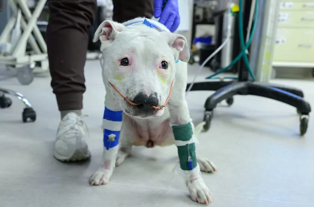 Yuna, a dog who was rescued from a Feb. 16, 2025 house fire in Moscow is shown on Wednesday, Feb. 19, 2025, in the Emergency and Critical Care Dept. at the Veterinary Teaching Hospital in Washington State University's College of Veterinary Medicine in Pullman (photo by College of Veterinary Medicine/Ted S. Warren).