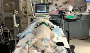 Yuna, a dog who firefighters rescued from a Feb. 16, 2025 house fire in Moscow is shown on a mechanical ventilator on Monday, Feb. 17, 2025 in the Emergency and Critical Care Dept. at the Veterinary Teaching Hospital in Washington State University’s College of Veterinary Medicine in Pullman (photo by College of Veterinary Medicine/Shana O’Marra).