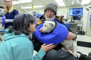 Renae Shrum, lower left, and Matt Vincenti, right, visit with their dog Yuna, on Wednesday, Feb. 19, 2025, in the Emergency and Critical Care Dept. at the Veterinary Teaching Hospital in Washington State University's College of Veterinary Medicine in Pullman. Yuna was rescued from an early morning house fire in Moscow on Feb. 16, 2025 and treated at the VTH for several days using a ventilator and oxygen. (College of Veterinary Medicine/Ted S. Warren)