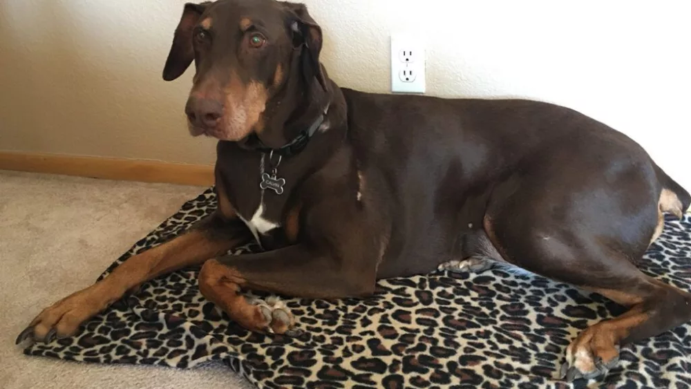 Calvin, a 9 years old Doberman, who recently underwent surgery at WSU's Veterinary Teaching Hospital.