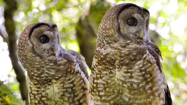 Northern Spotted Owl