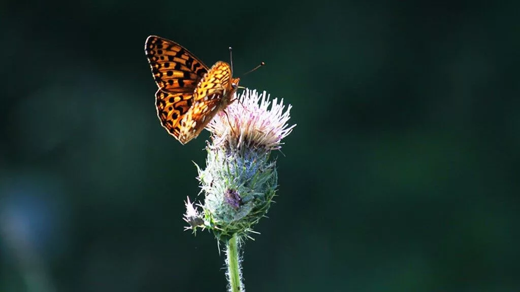 The Oregon silverspot butterfly. (Photo by Cheryl Schultz, Washington State University)