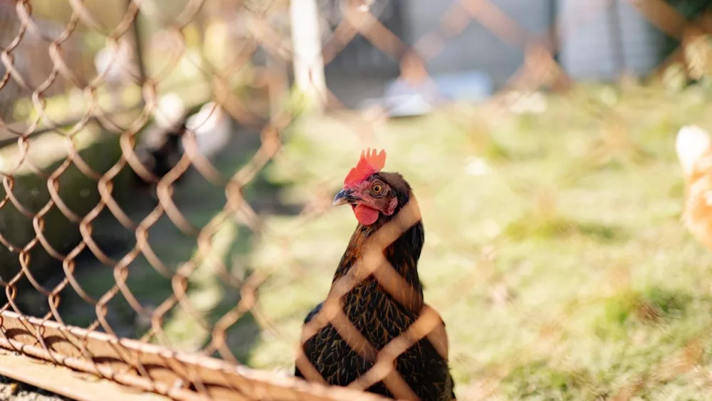 Chicken Back Yard Photo by Yan Krukau